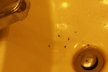 Drain flies in bathroom drain