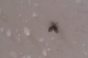 Drain fly in kitchen drain