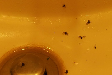 Drain flies